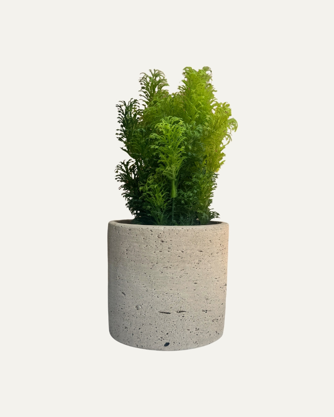 Macetero crema con textura porosa - Cusco